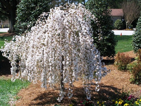 Obelis ,Pendula' (lot. Malus sachalinensis) -c10 Obelis ,Pendula' (lot. Malus sachalinensis) -c10